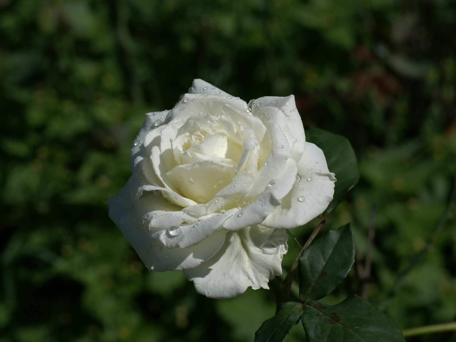 White Rose Forever language English