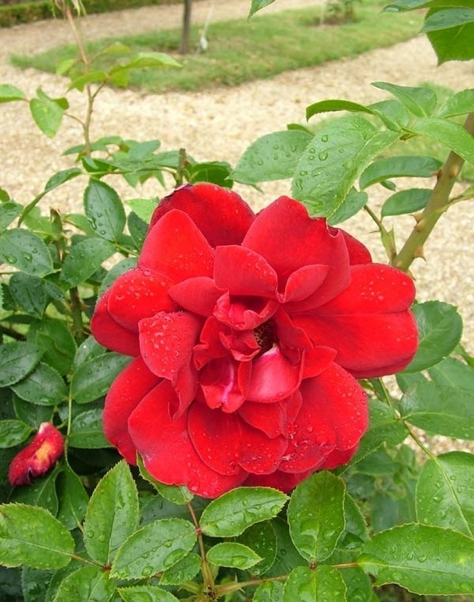 Розы Дельбара сорта