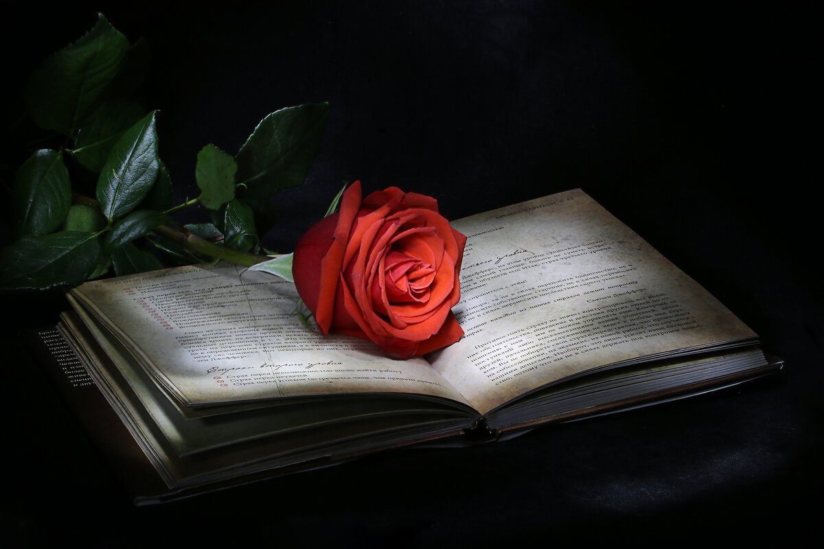 Красная роза на книге