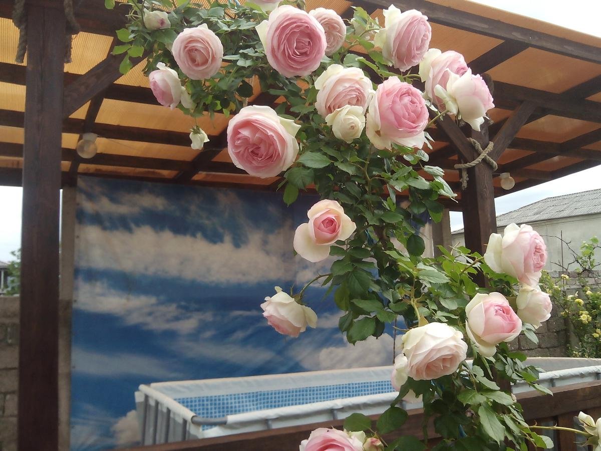 Плетистые розы на перголе. Розы Пьер де Ронсар