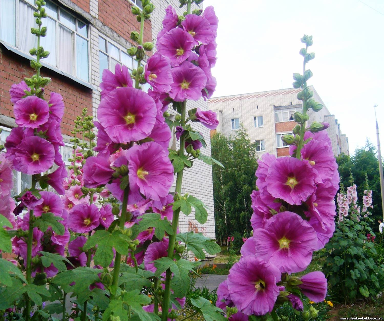 Мальва Alcea altissima