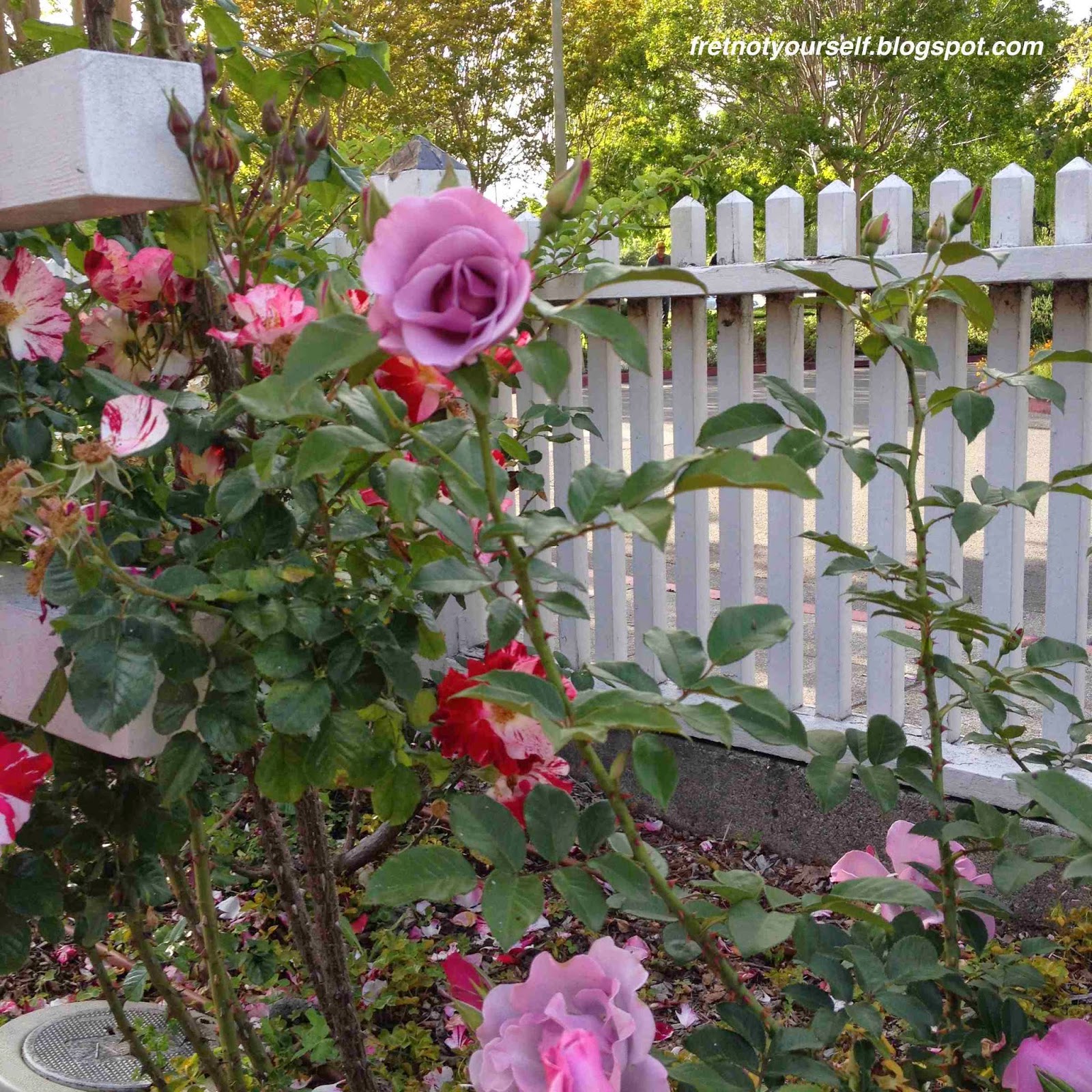 Сорт розы Блуберри Хилл