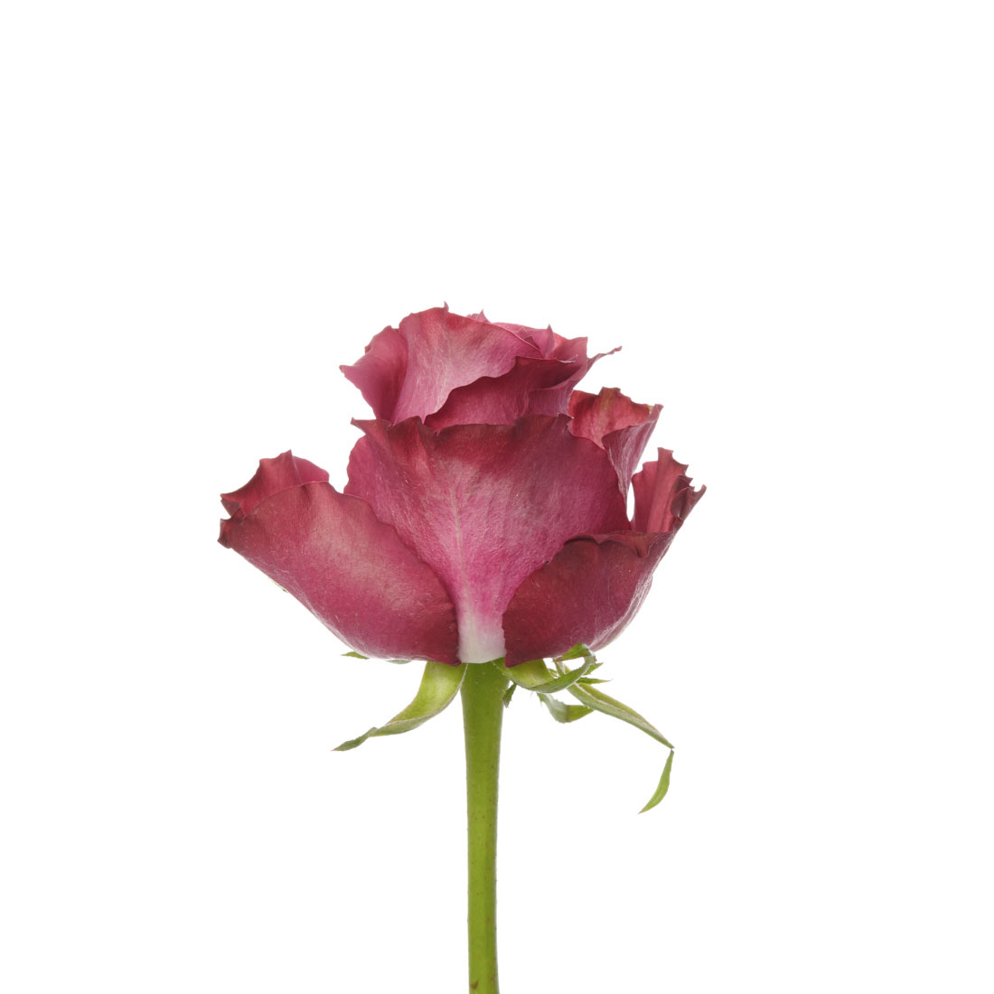Дарк Мальва эквадорская роза