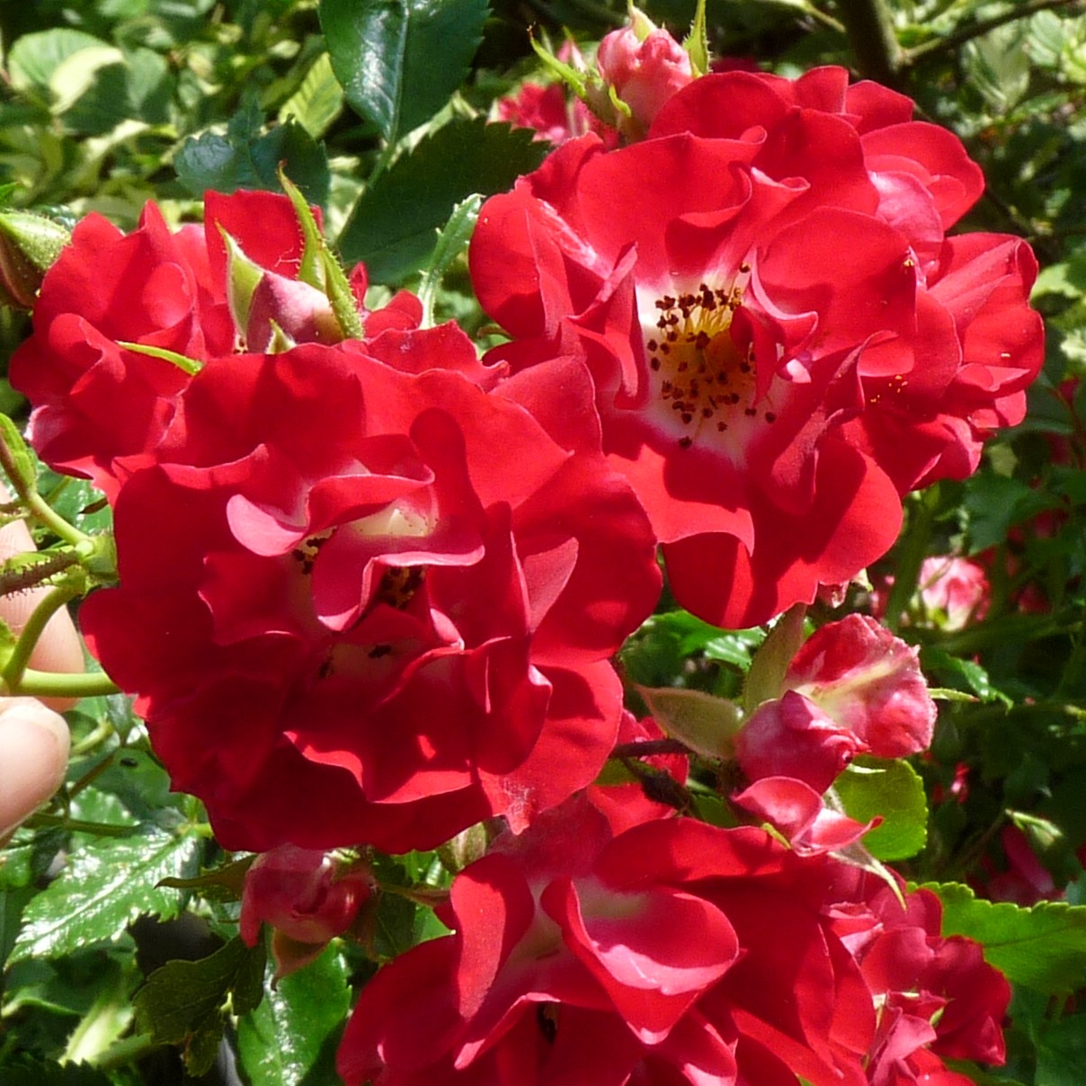 Роза плетистая Rambling Red