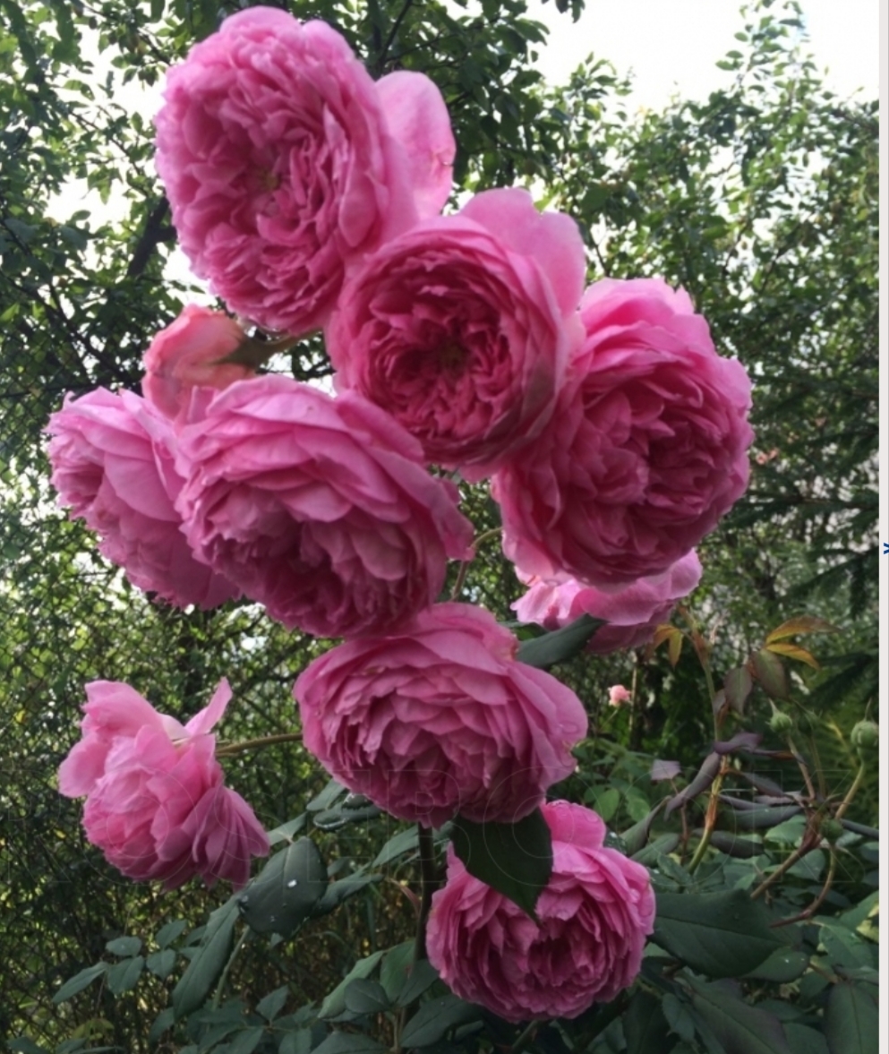 Роза Алан Тичман цвет