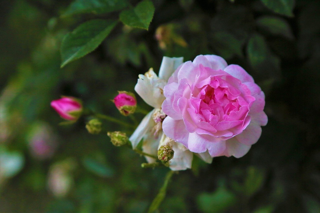 Роза Primavera