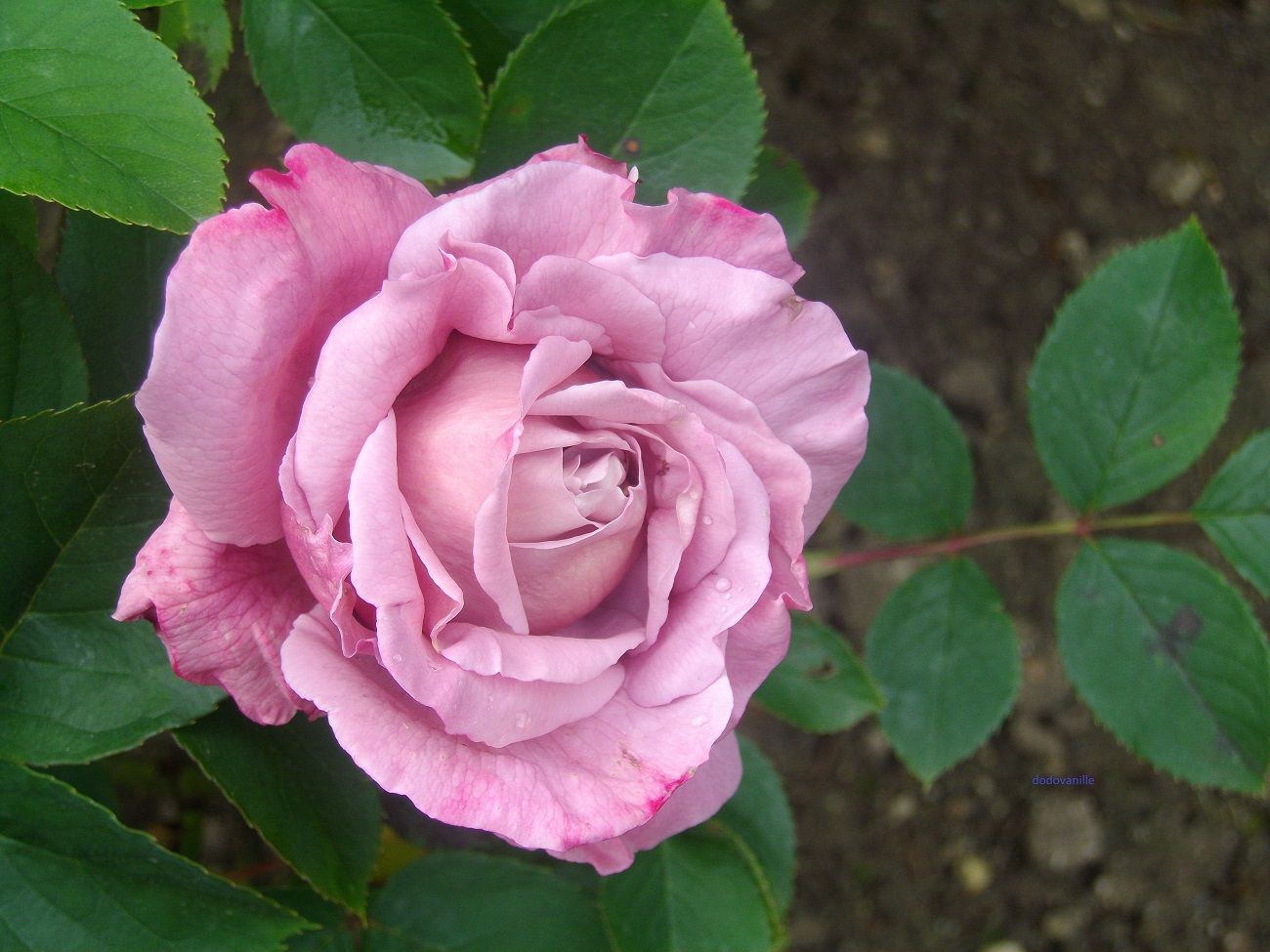 Роза де Голль