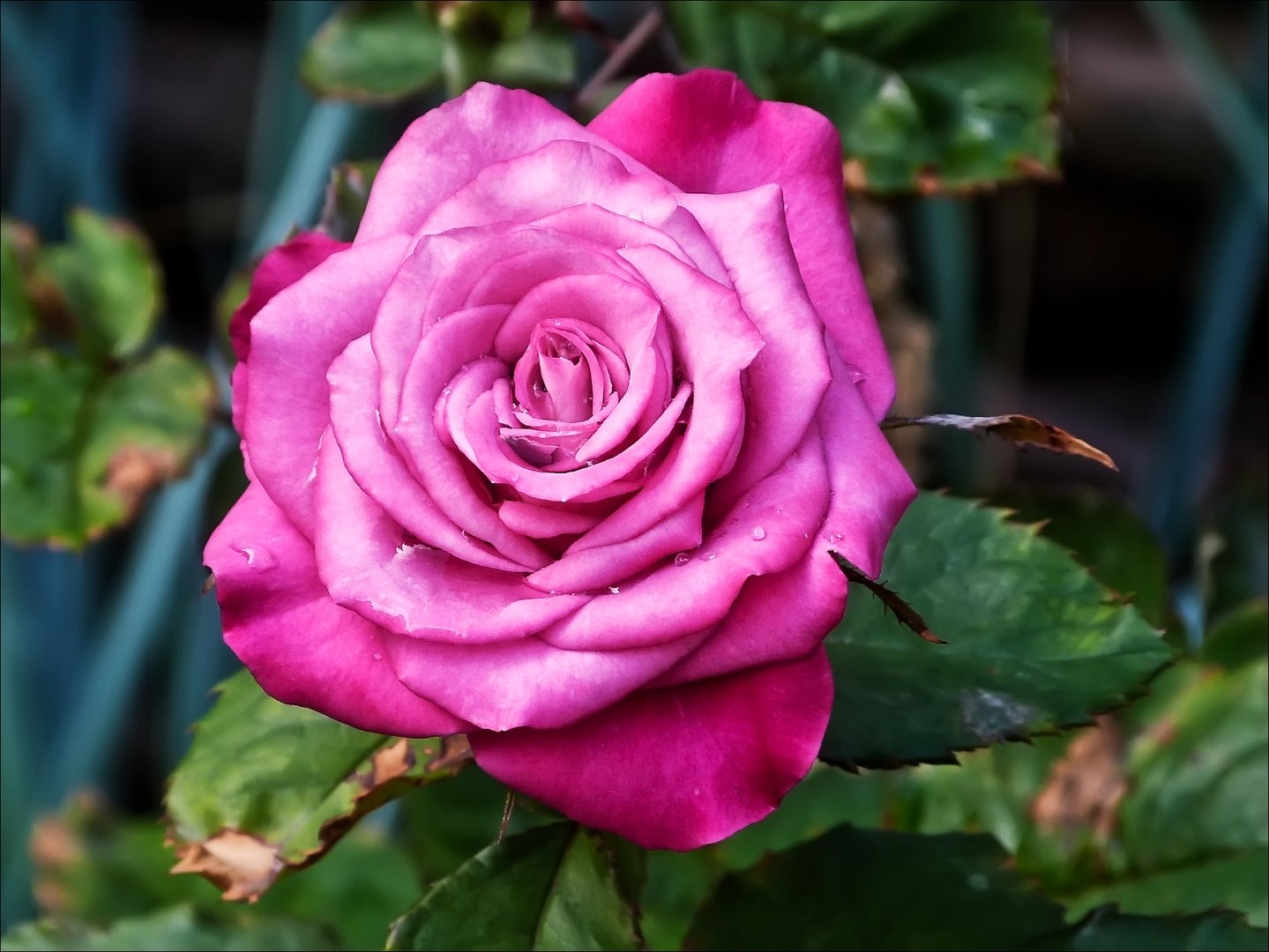 роза королева красоты фото
