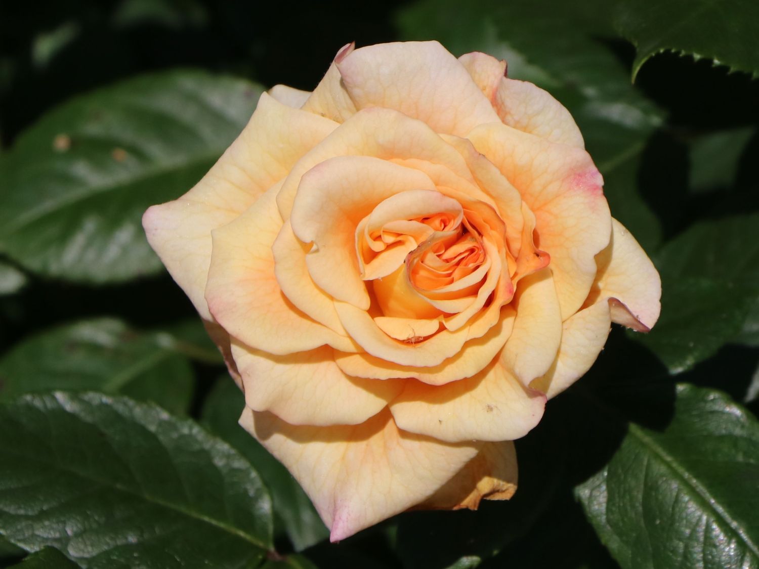 Comtesse Andre d'Oultremont роза