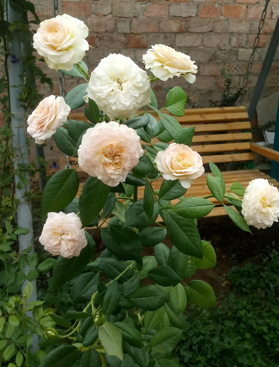 Роза Саронская
