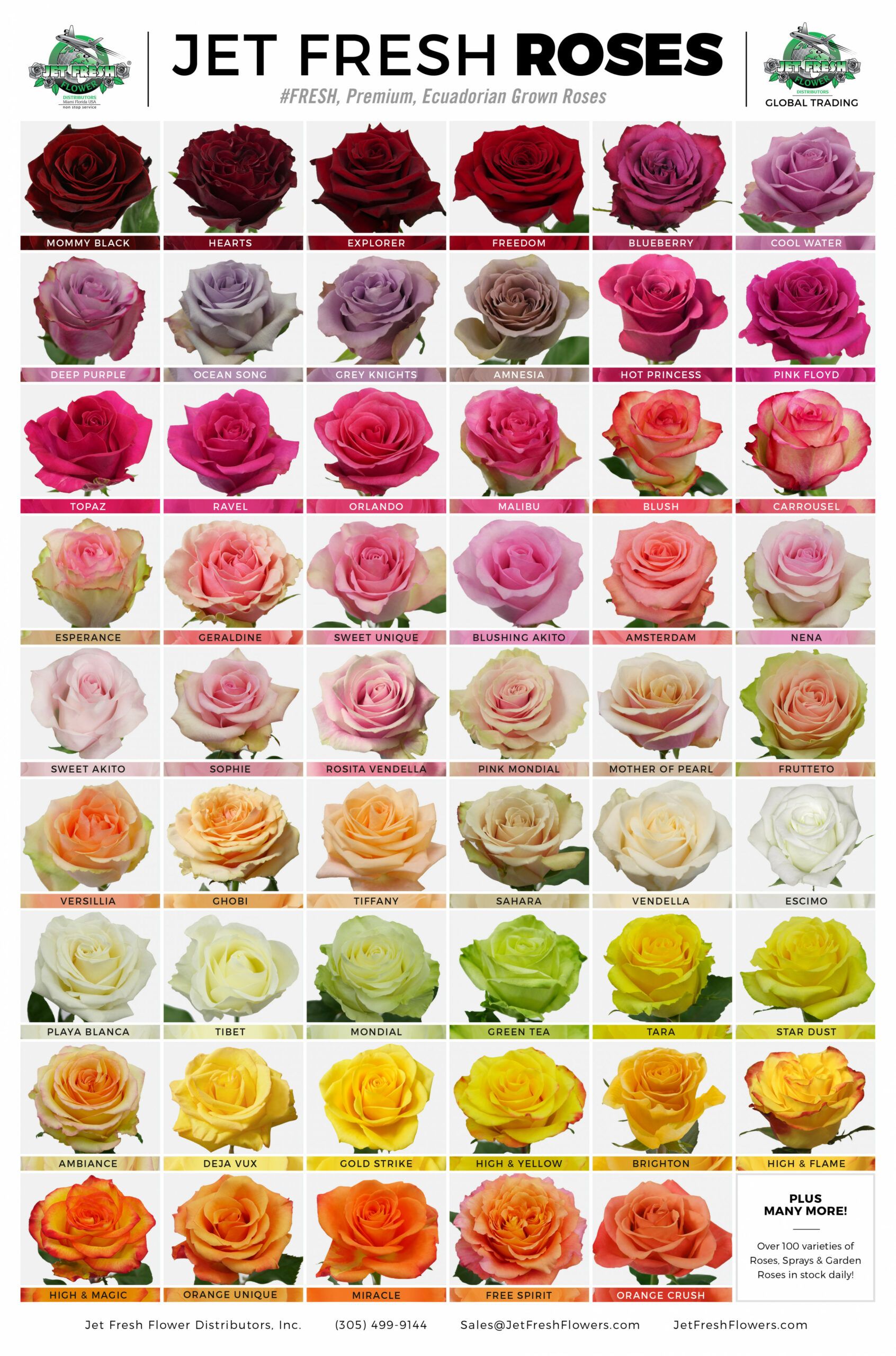 эквадор роза сорта