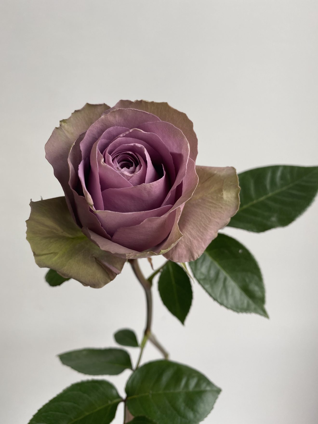 Сорт розы тиара