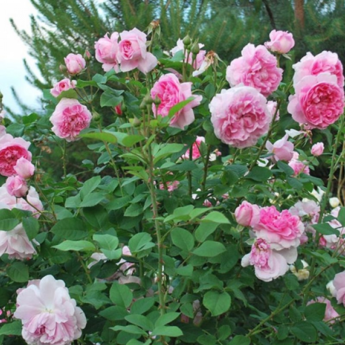 Роза Cottage Rose