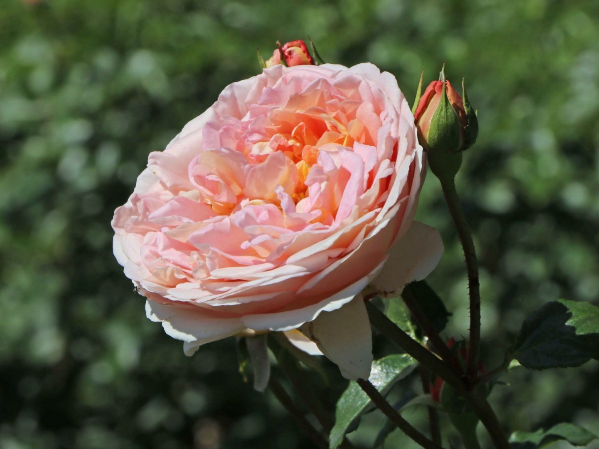 Роза Парковая Abraham Darby