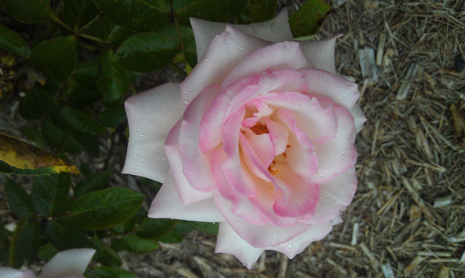 Роза Диана де Пуатье