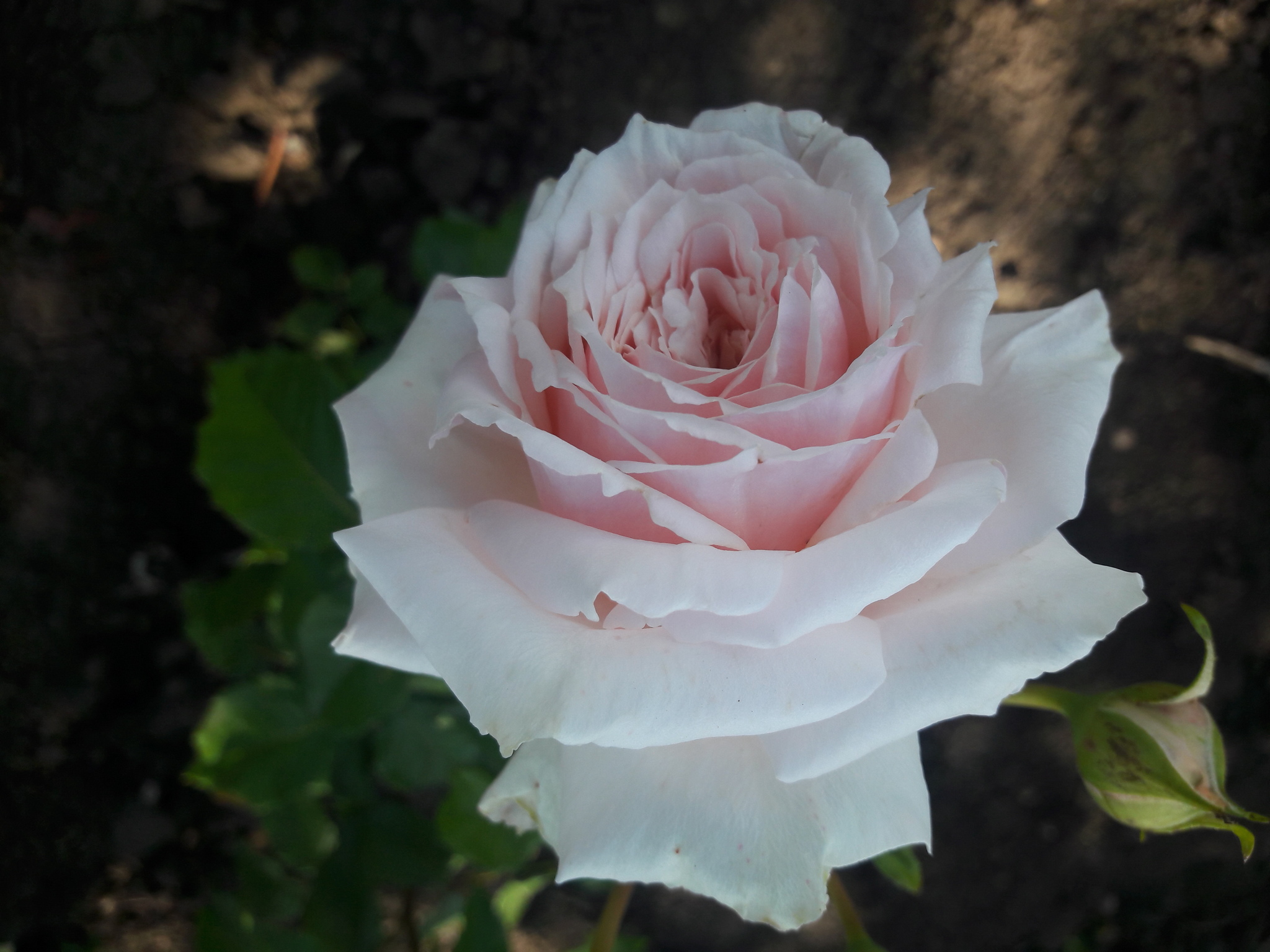 Shioli роза японская