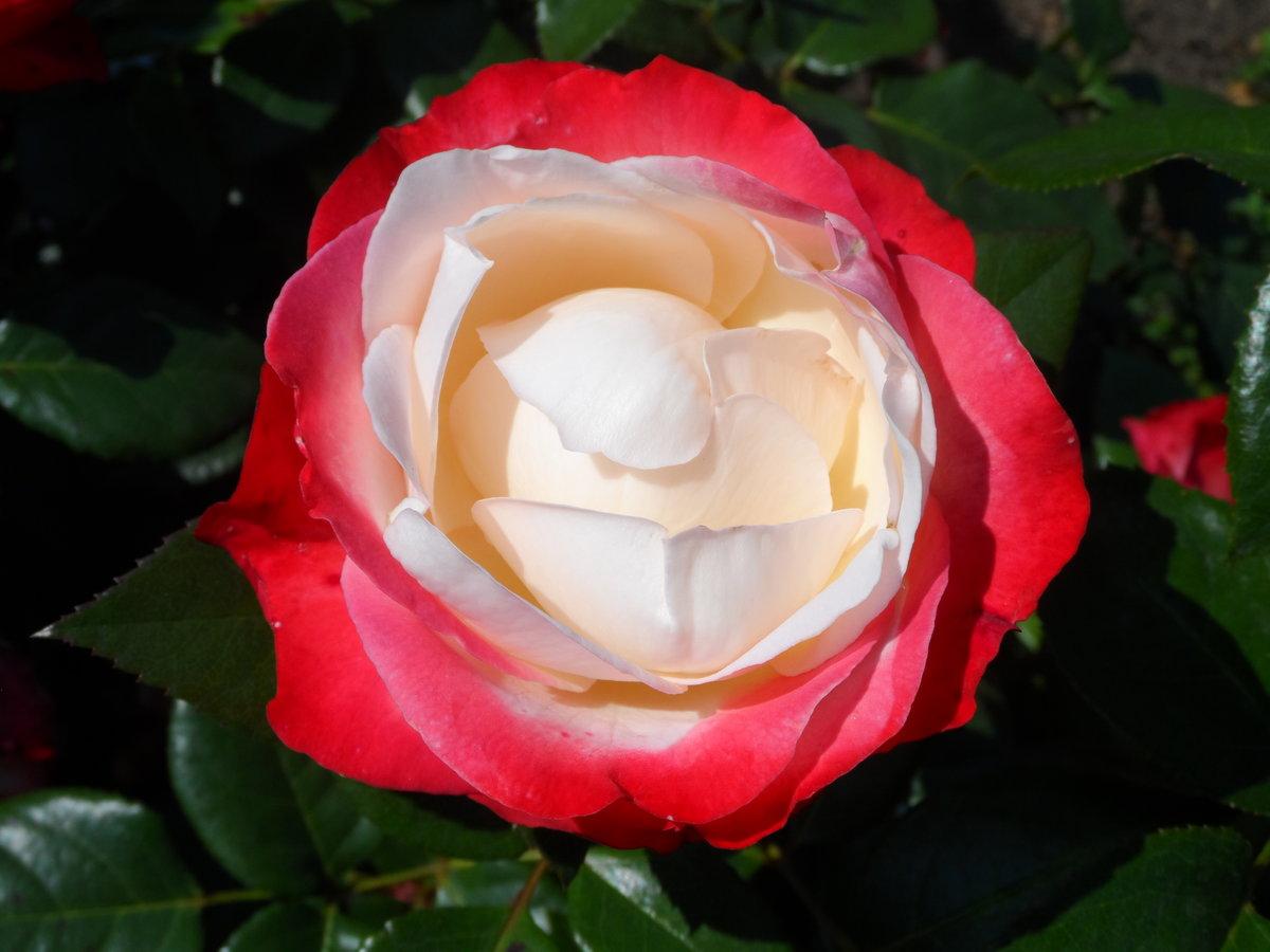 Роза чайно-гибридная Ностальжи