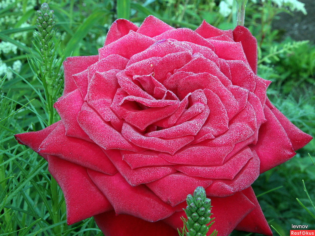Роза царица