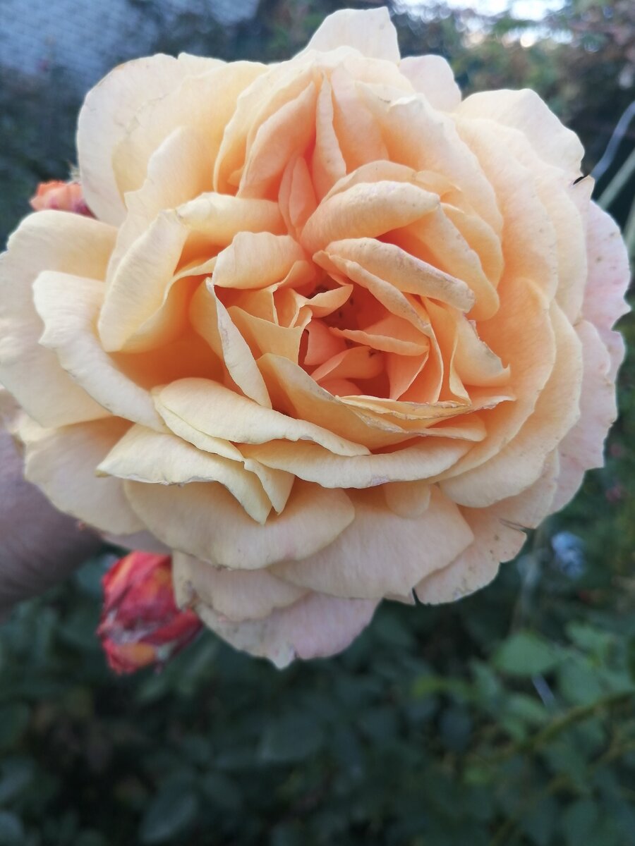 Роза Belvedere