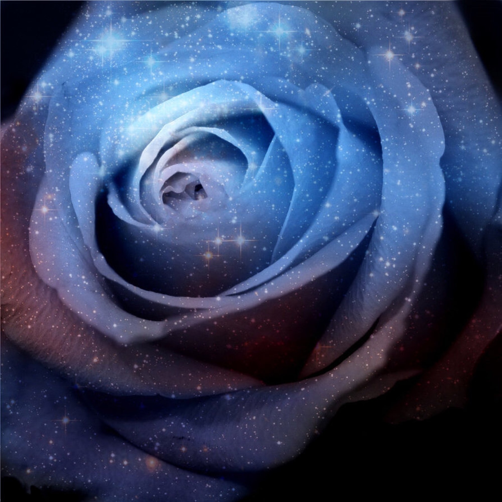 Голубая роза Галактика