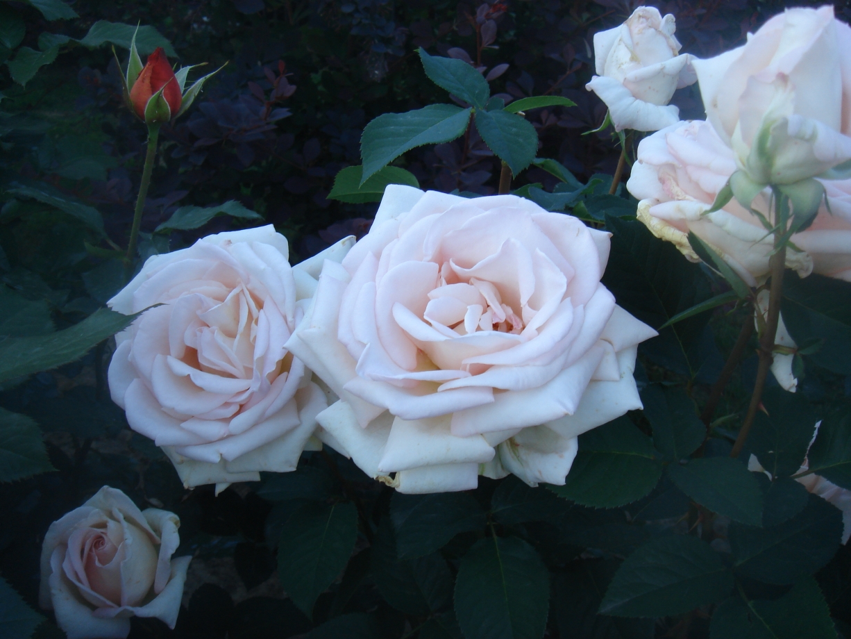 Jardins de Bagatelle роза