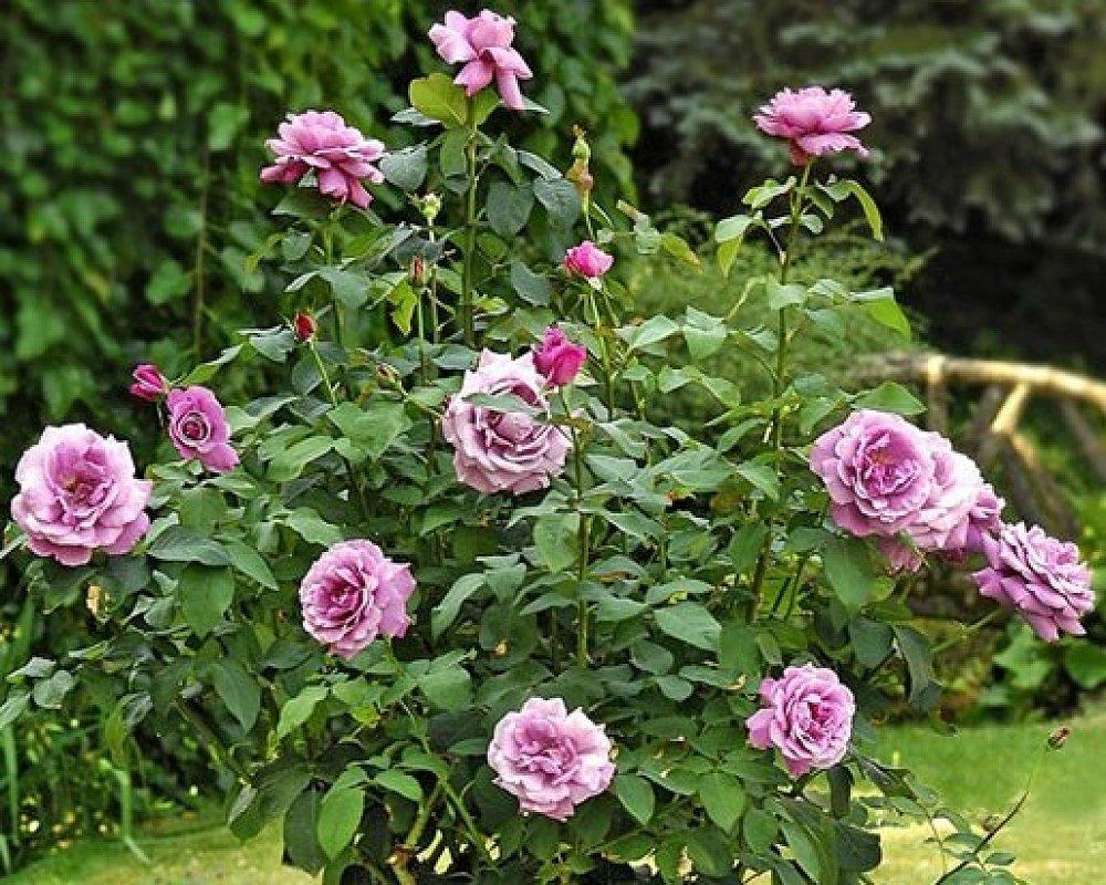 Роза чайно-гибридная Шарль де голь