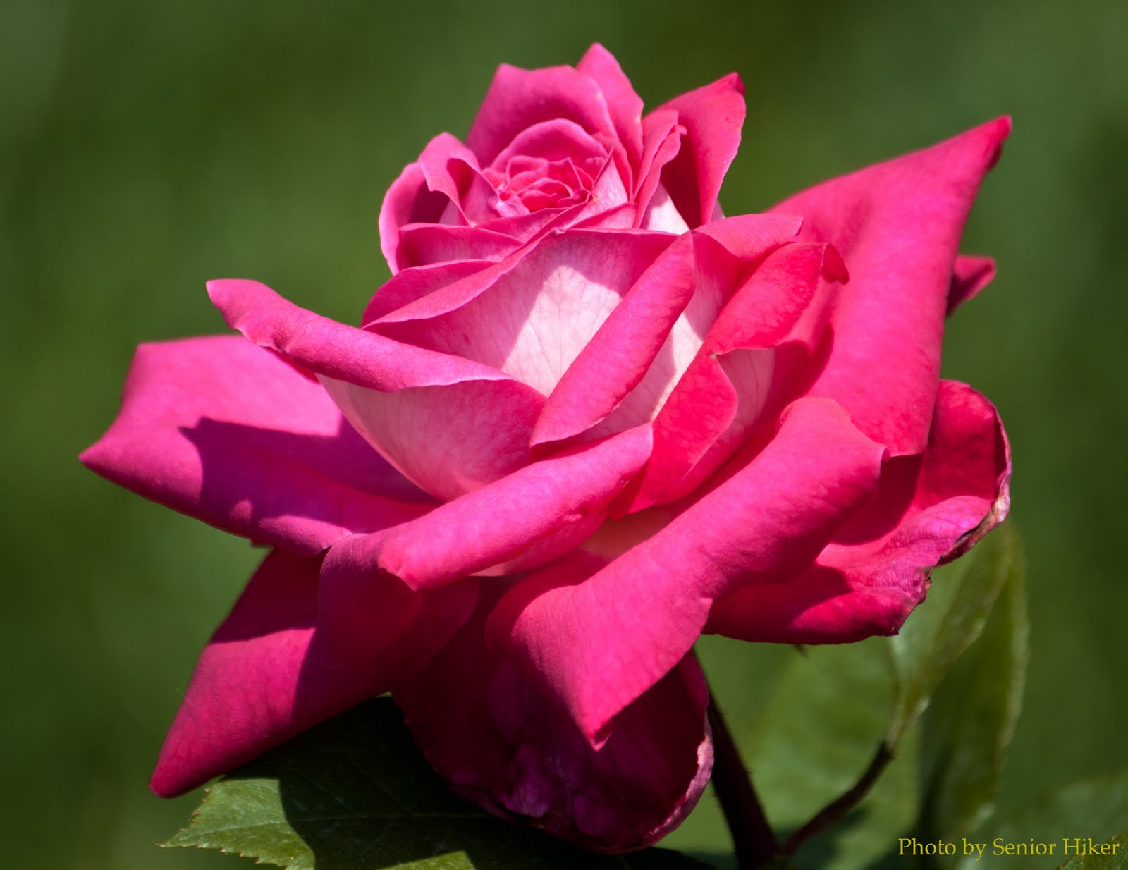 Роза чайно-гибридная акапелла