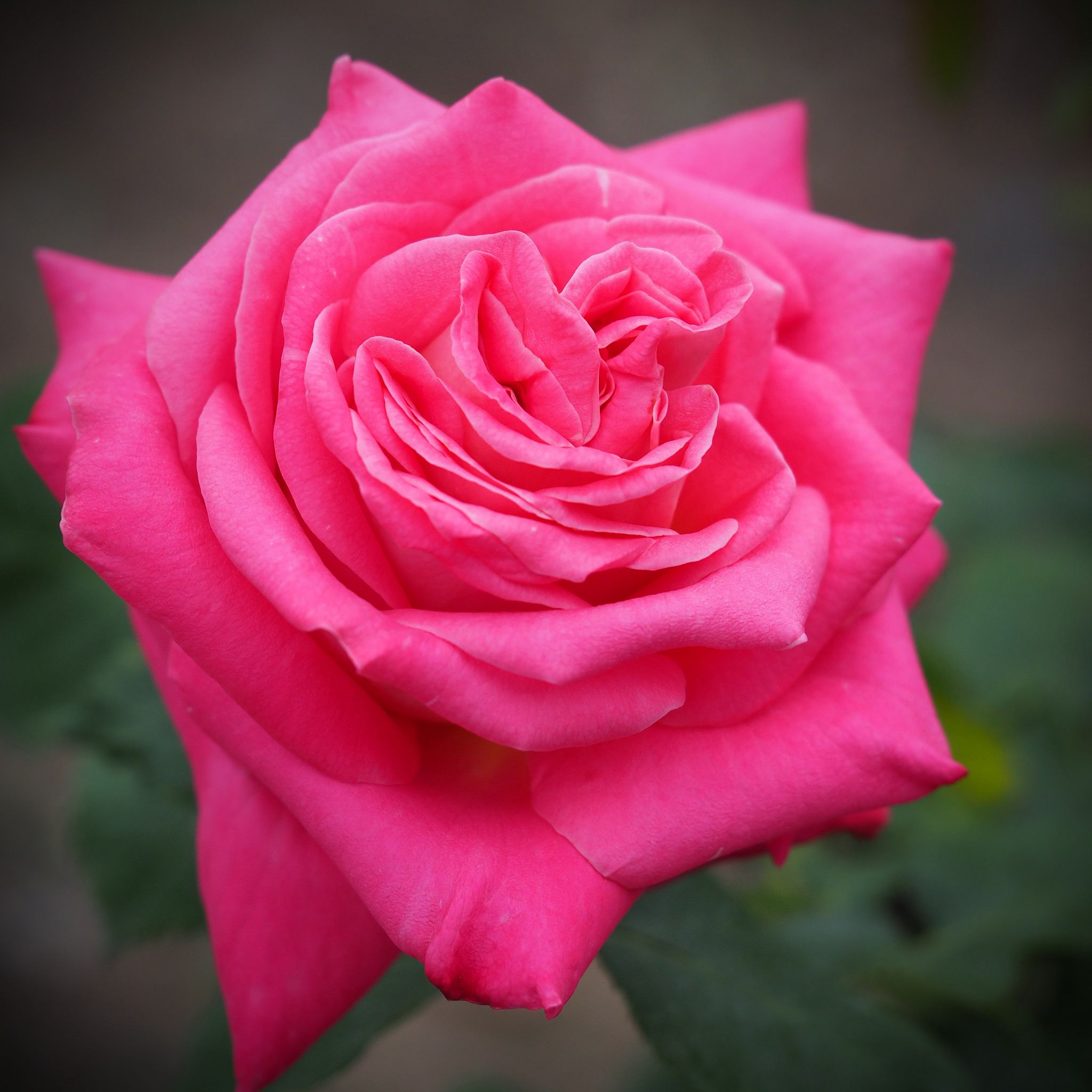 Роза Грангала розоваяфото