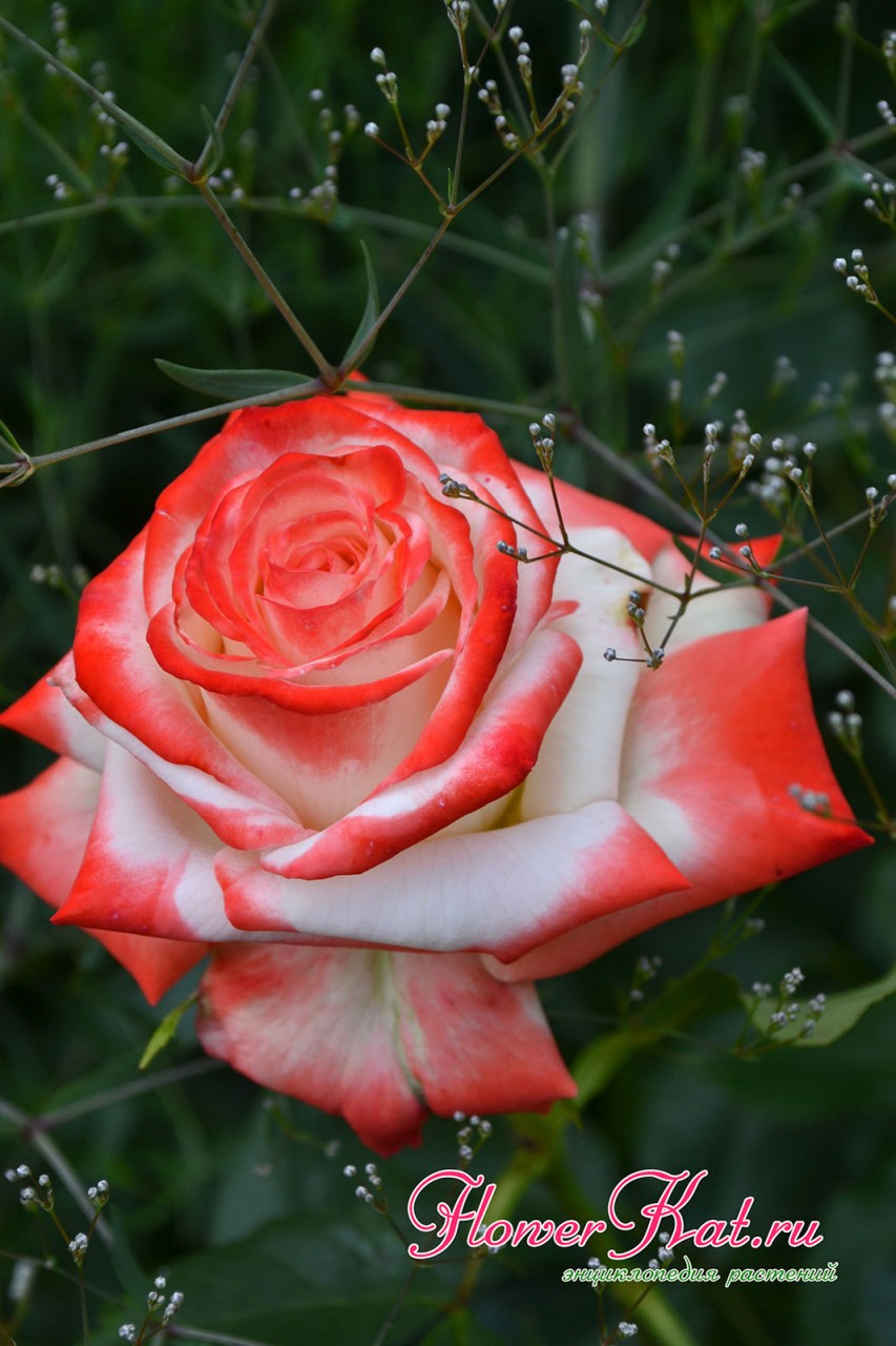Роза чайно-гибридная Императрица фарах