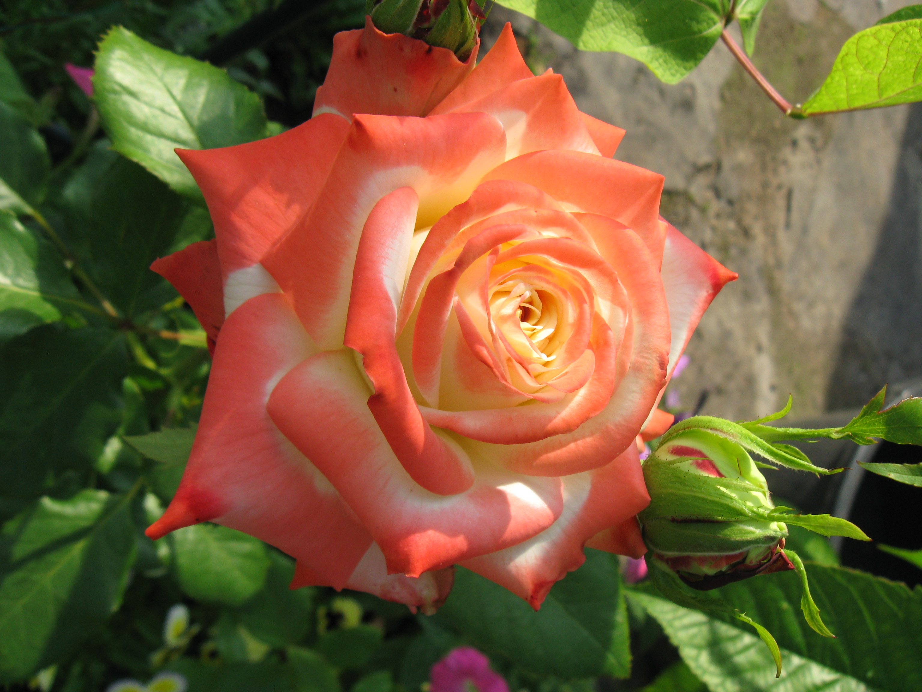 Роза декор Арлекин