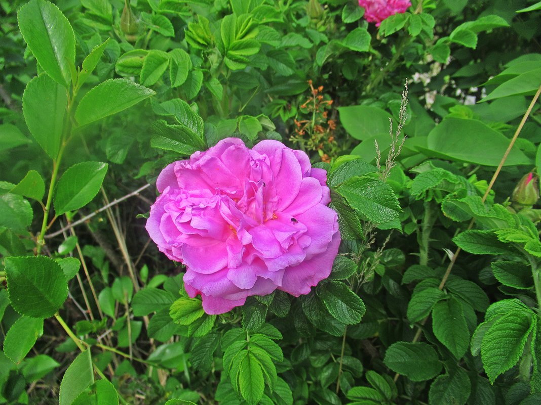 В Абхазии Дикая роза