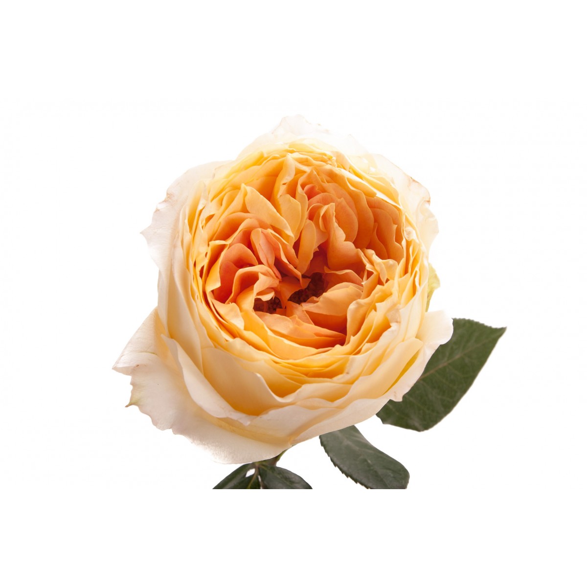 Роза пионовидная карамель антик