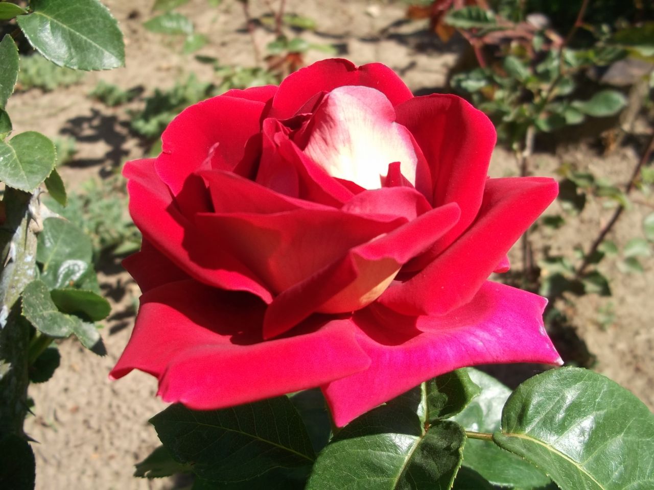 Чайно-гибридная роза Bolchoi