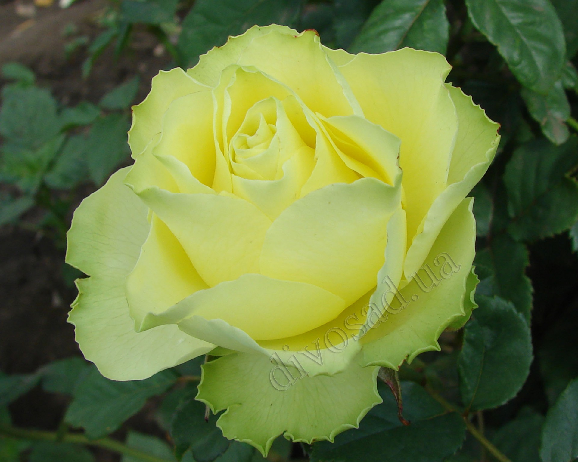Зеленая роза Лимбо