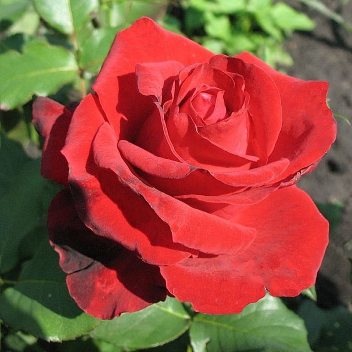 Роза чайно-гибридная Лавли ред
