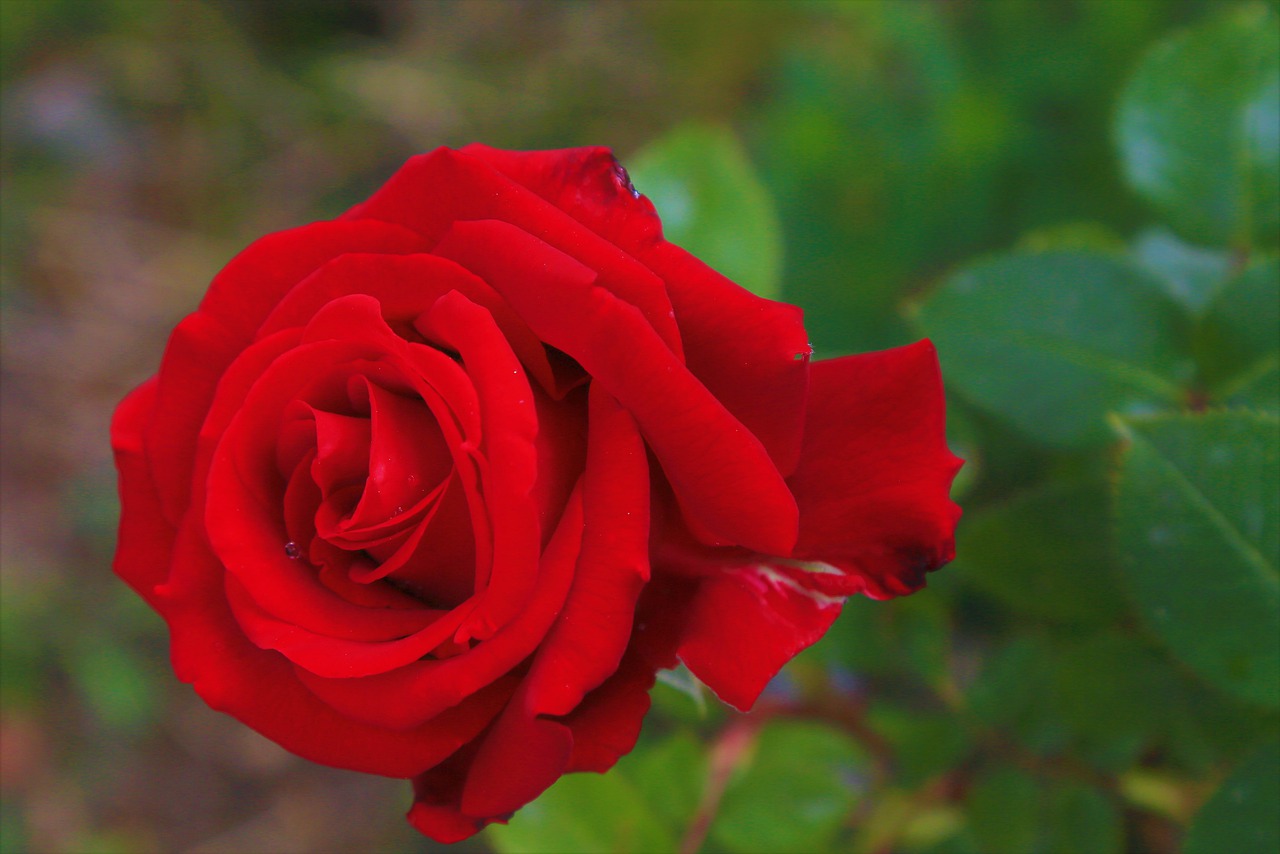 Роза красная полосатая