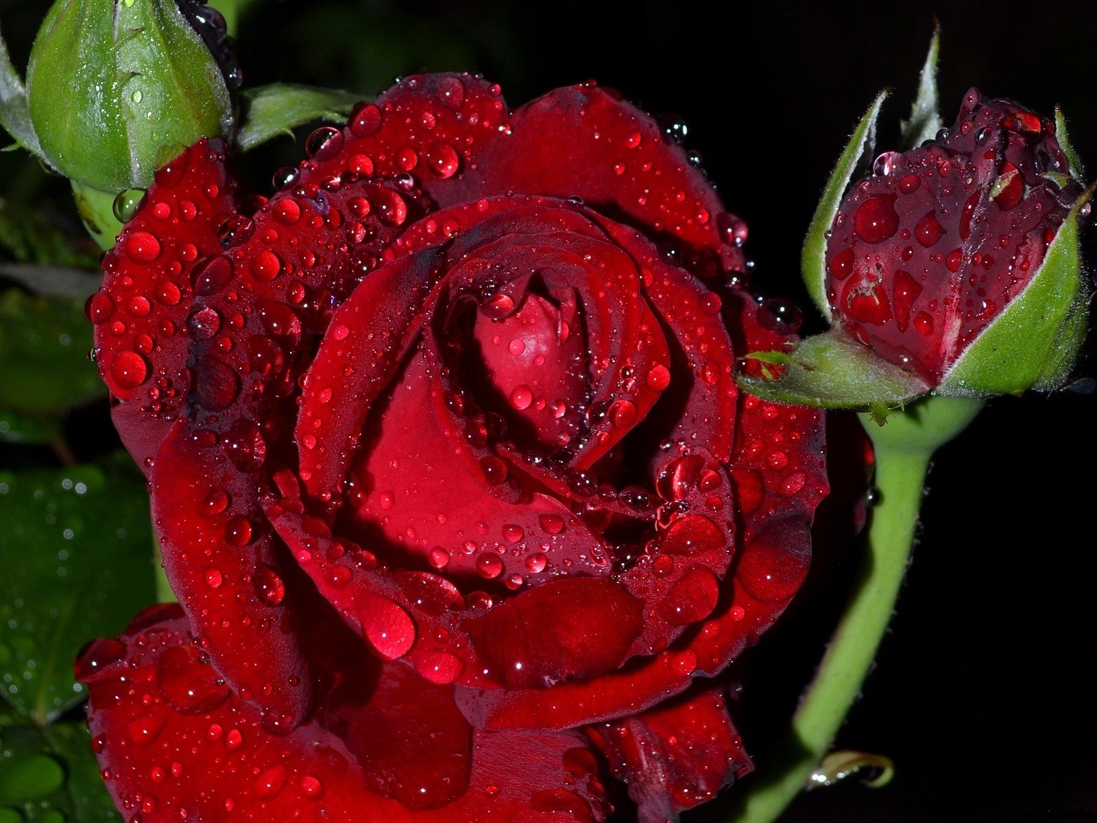 Роза Lovely Red (чайно-гибридная)
