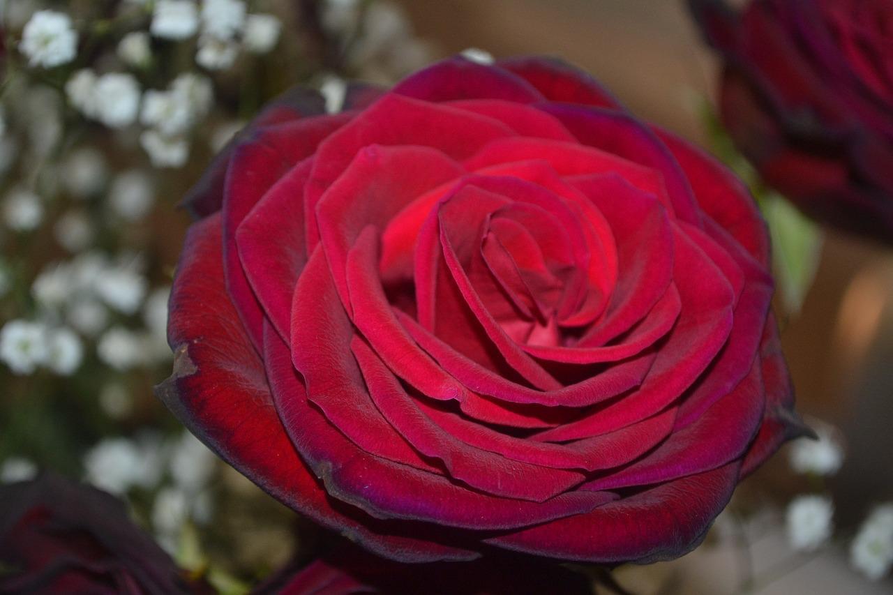Лавли ред роза темно красная