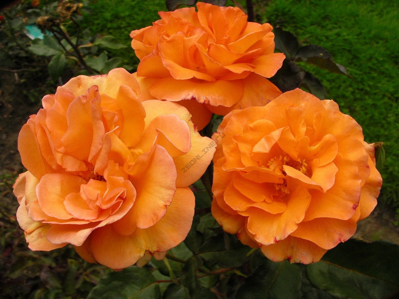 Роза шраб (Rosa Westerland