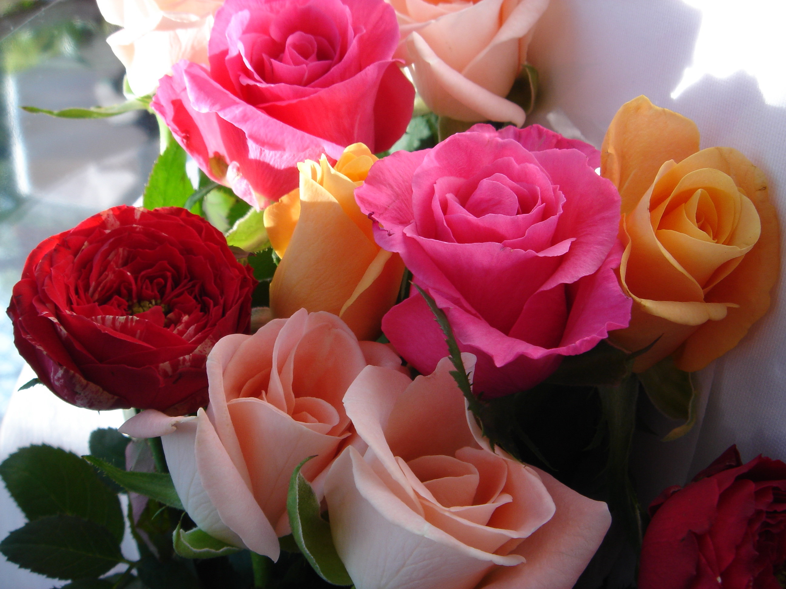 Красивые розы для любимой