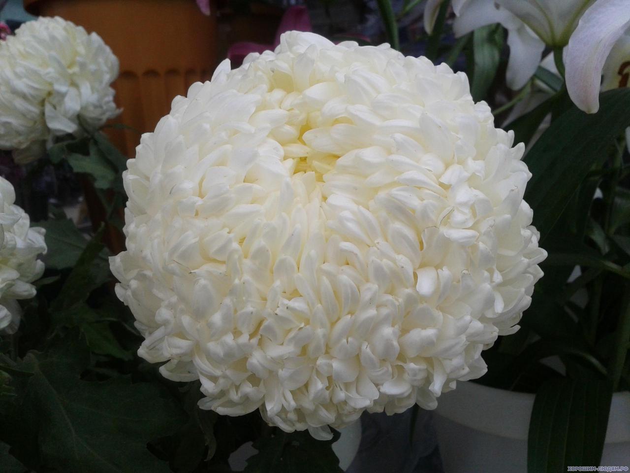 Хризантема шаровидная белая