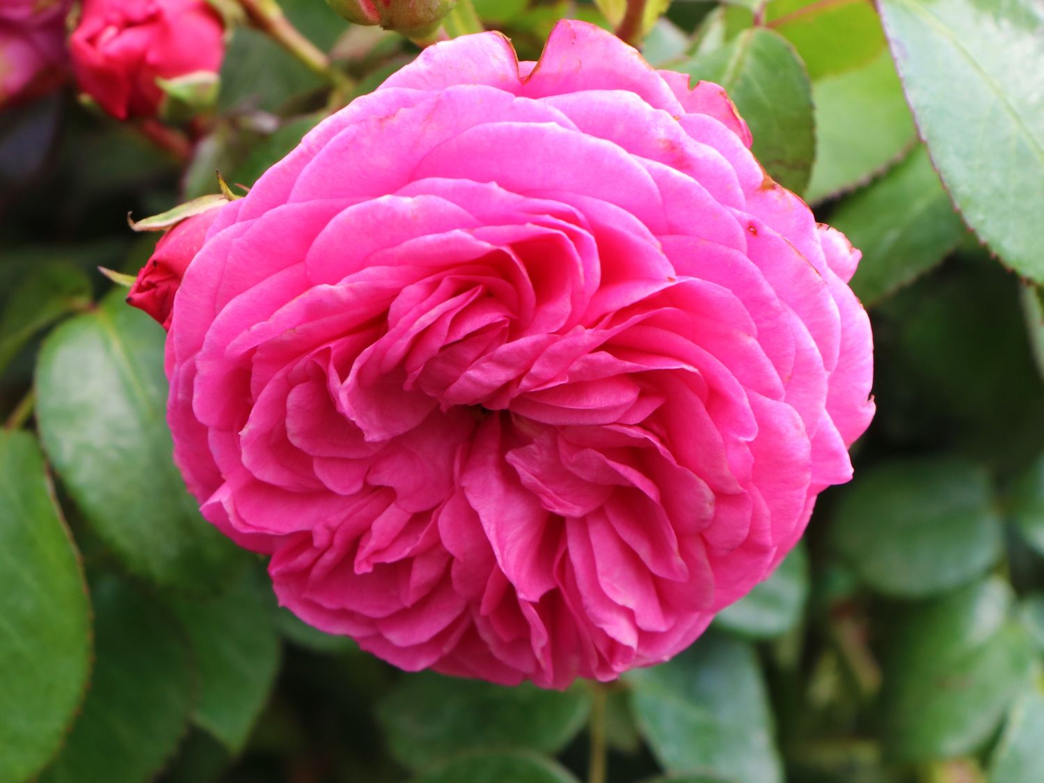 Роза баронесса розовая