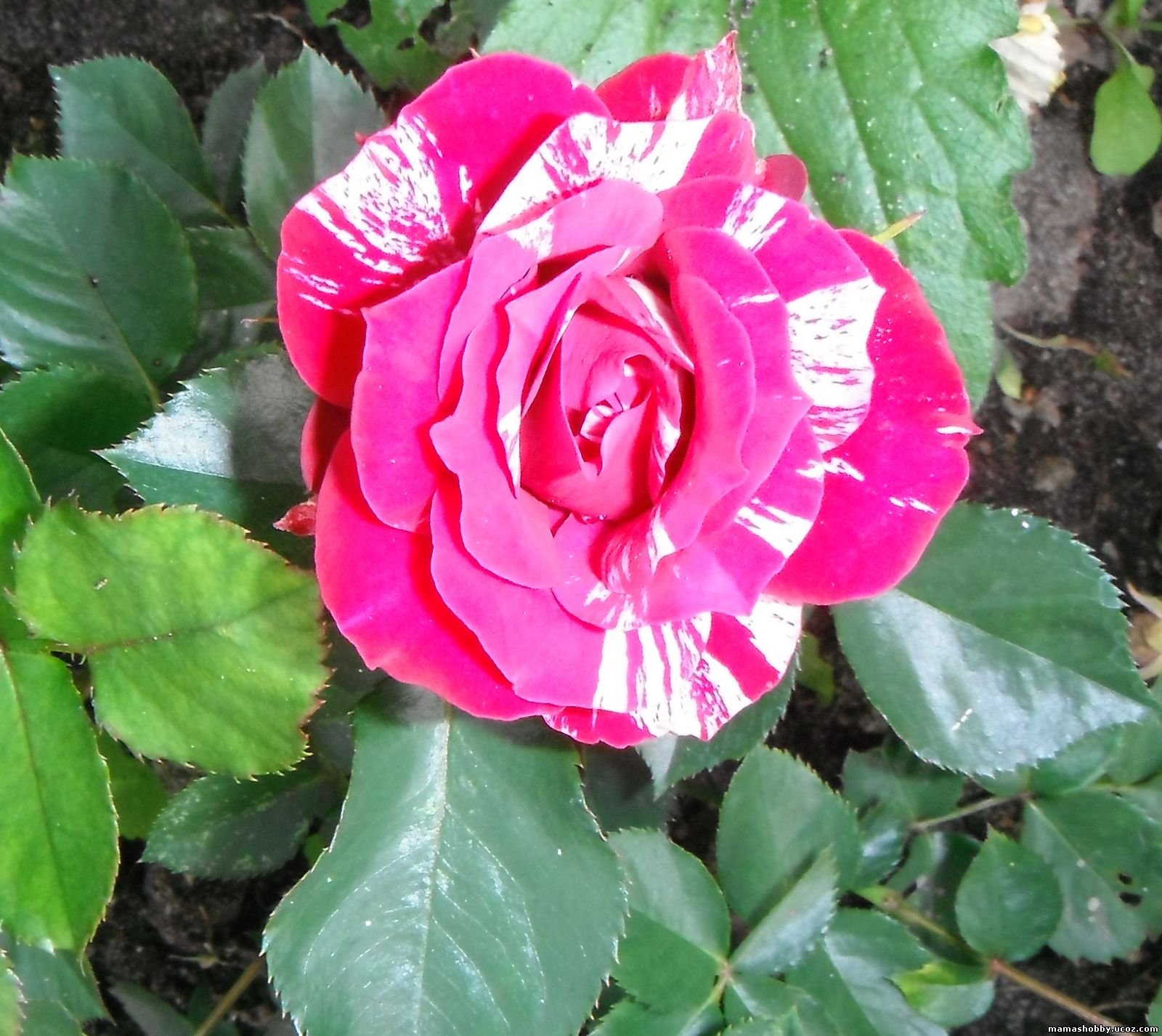 Роза флорибунда Tamango (Rosa)