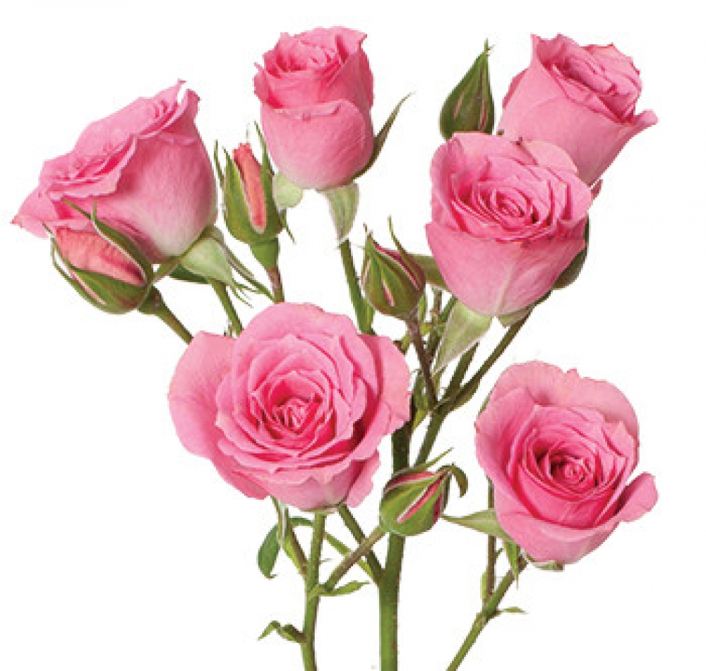 Кустовая роза Эквадор сорта
