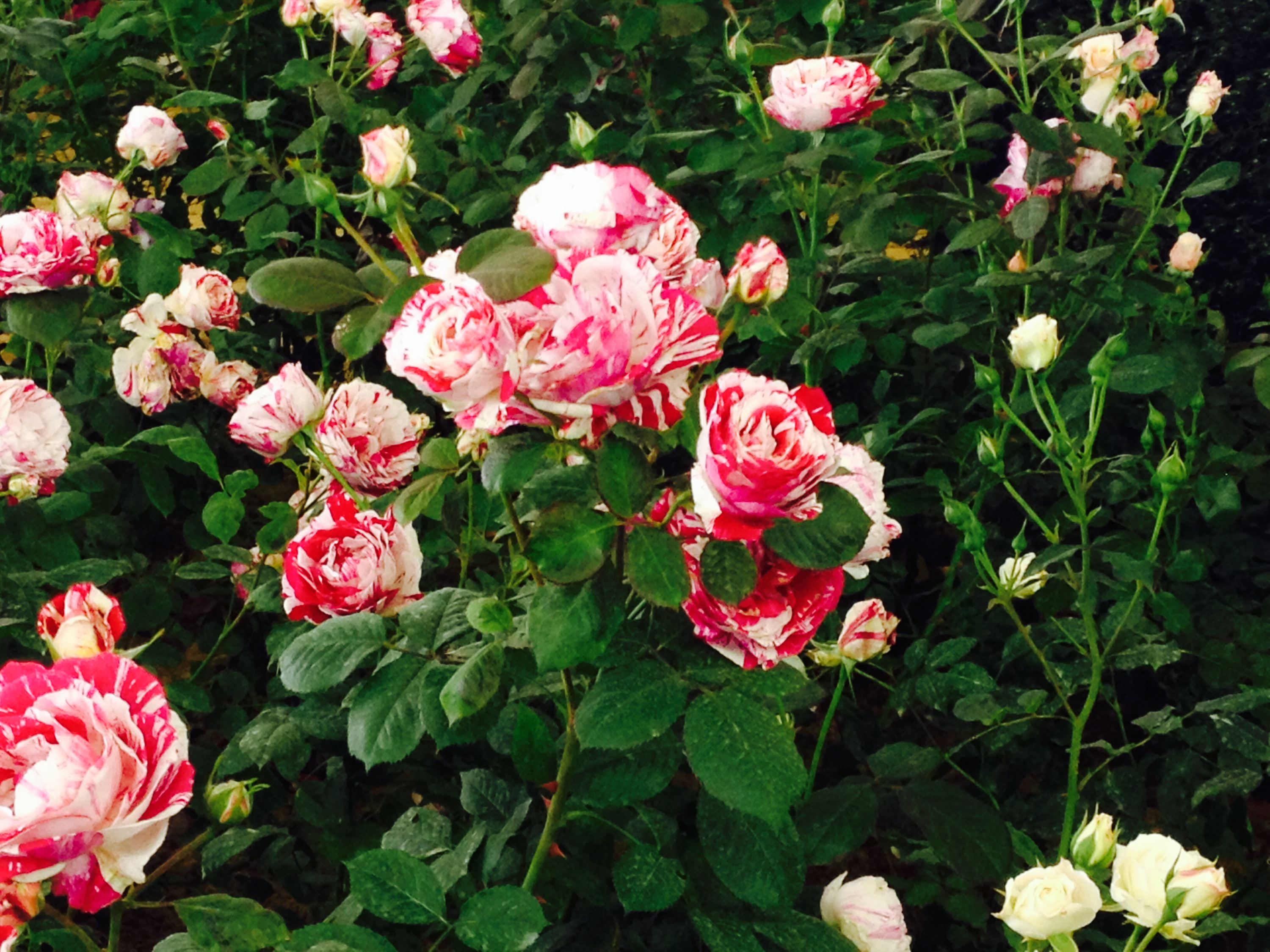 Роза полиантовая (Rosa Twister