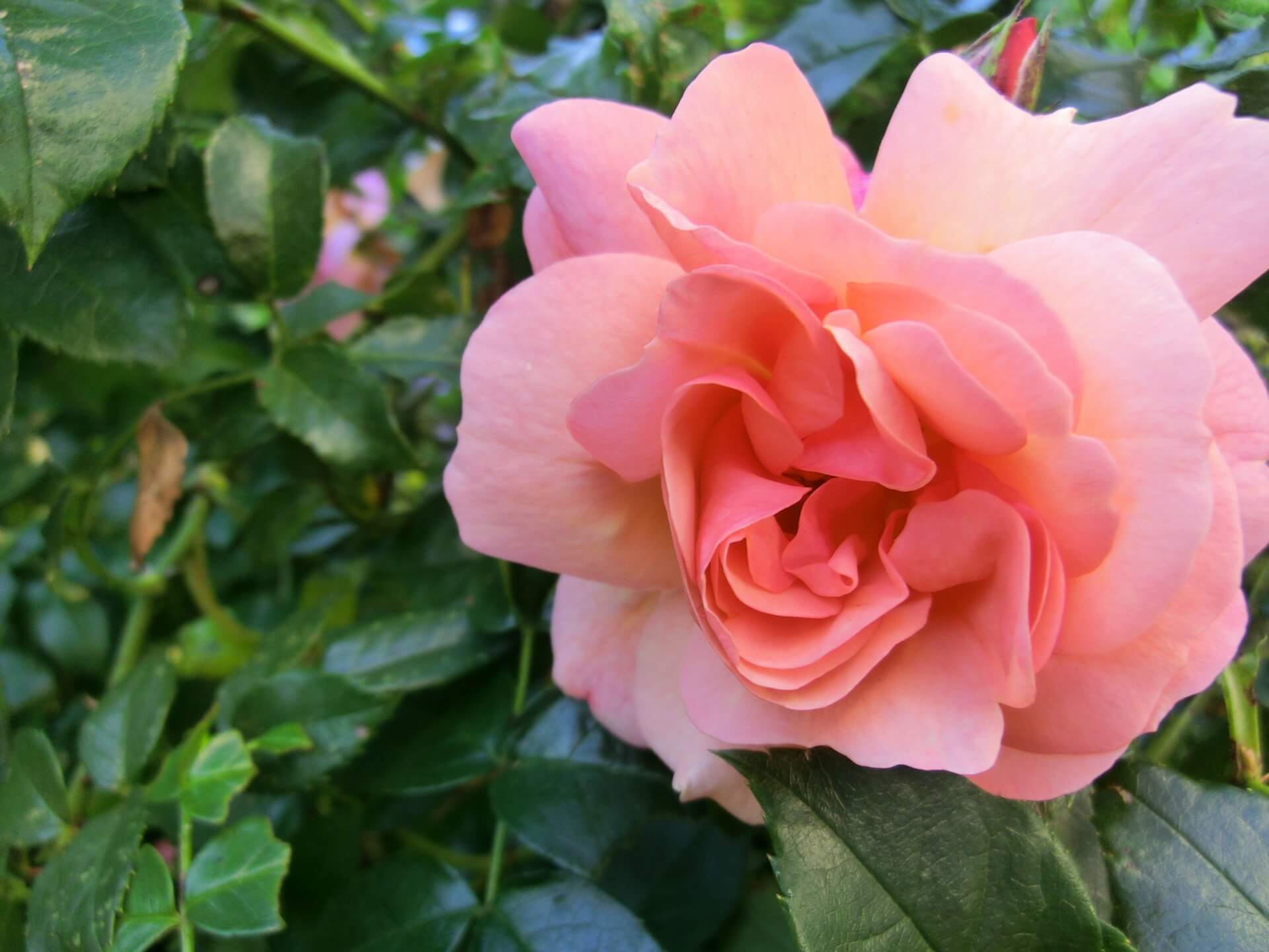 Роза флорибунда Априкола