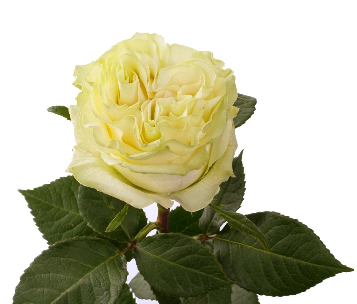 роза мунстоун эквадор