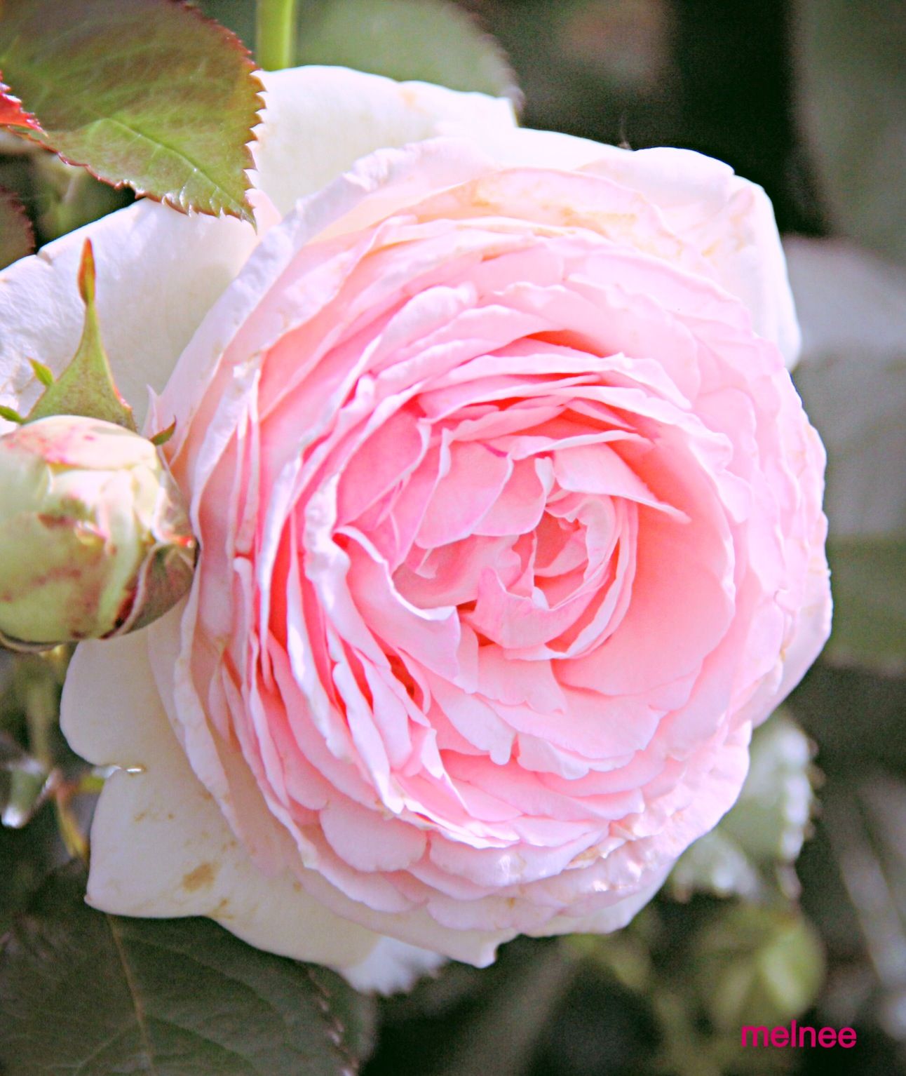 Английская роза - 53 фото