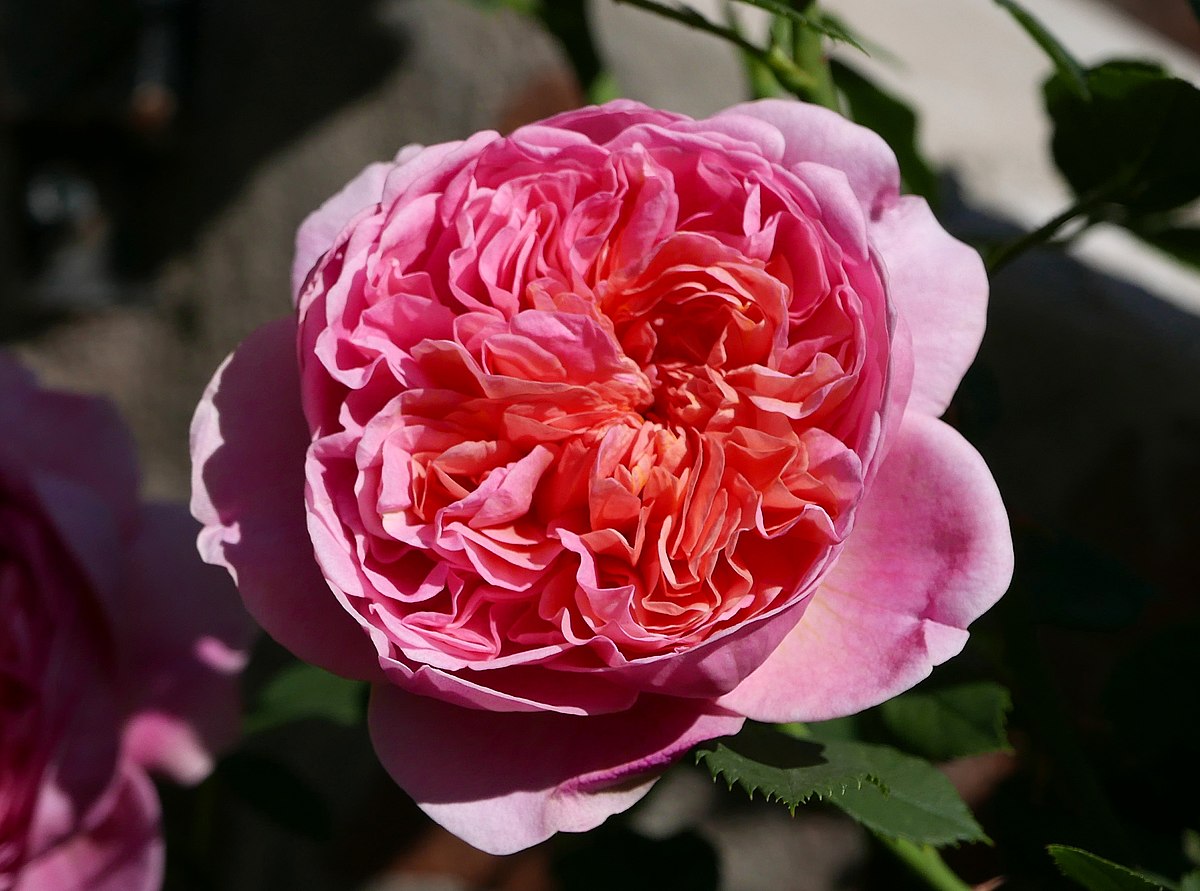 Роза Boscobel