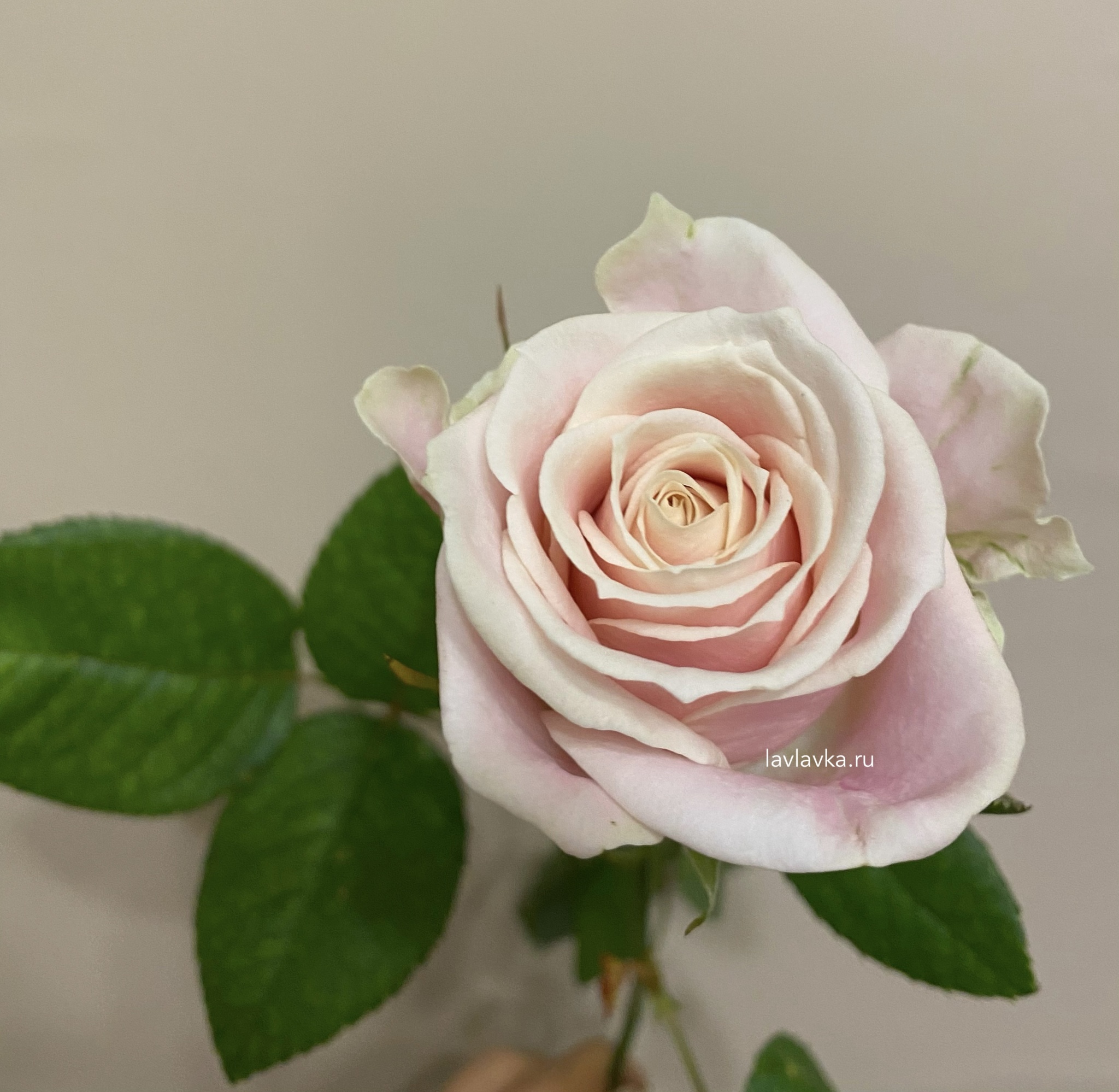 Sweet Akito роза